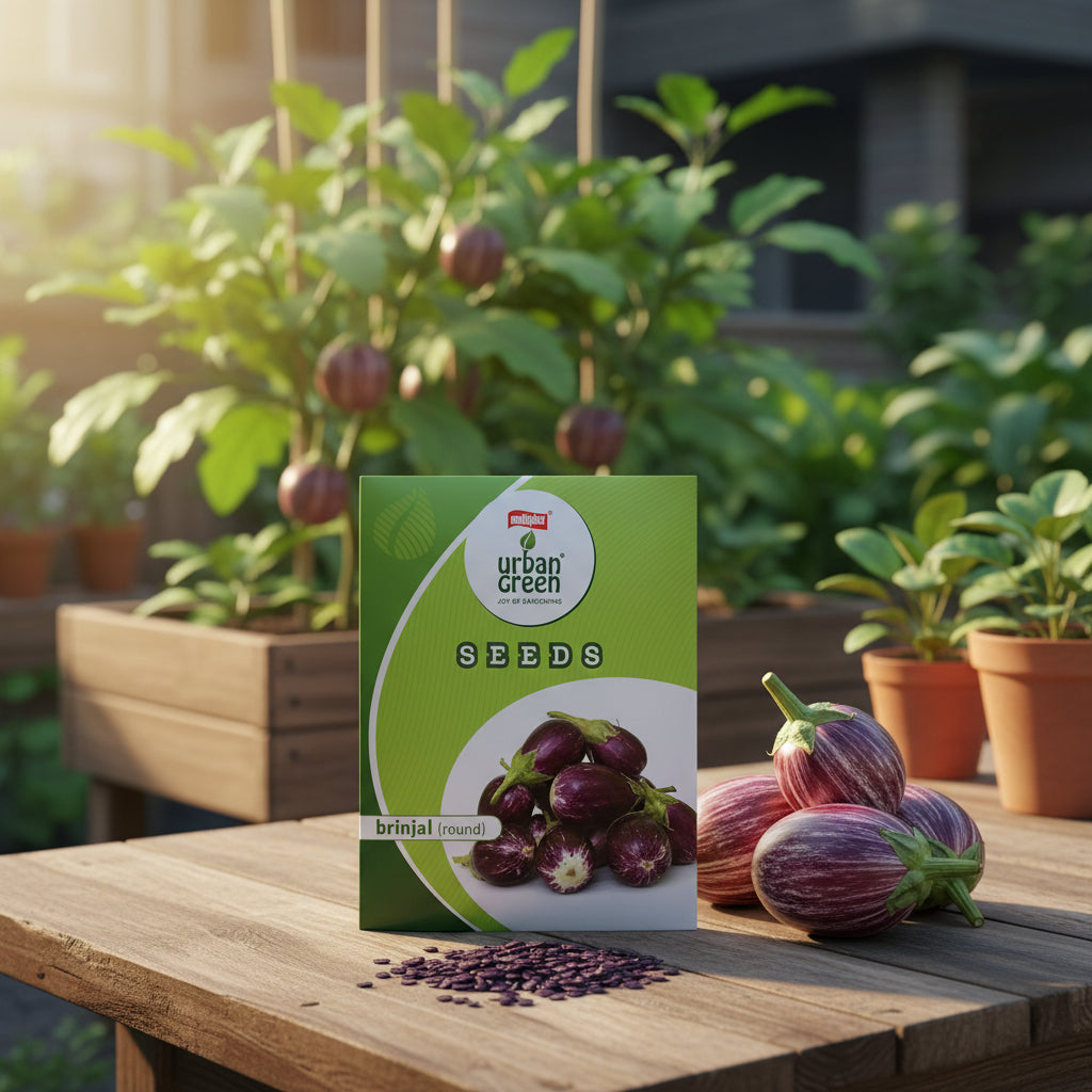 Green Brinjal Round Purple-50 Seeds