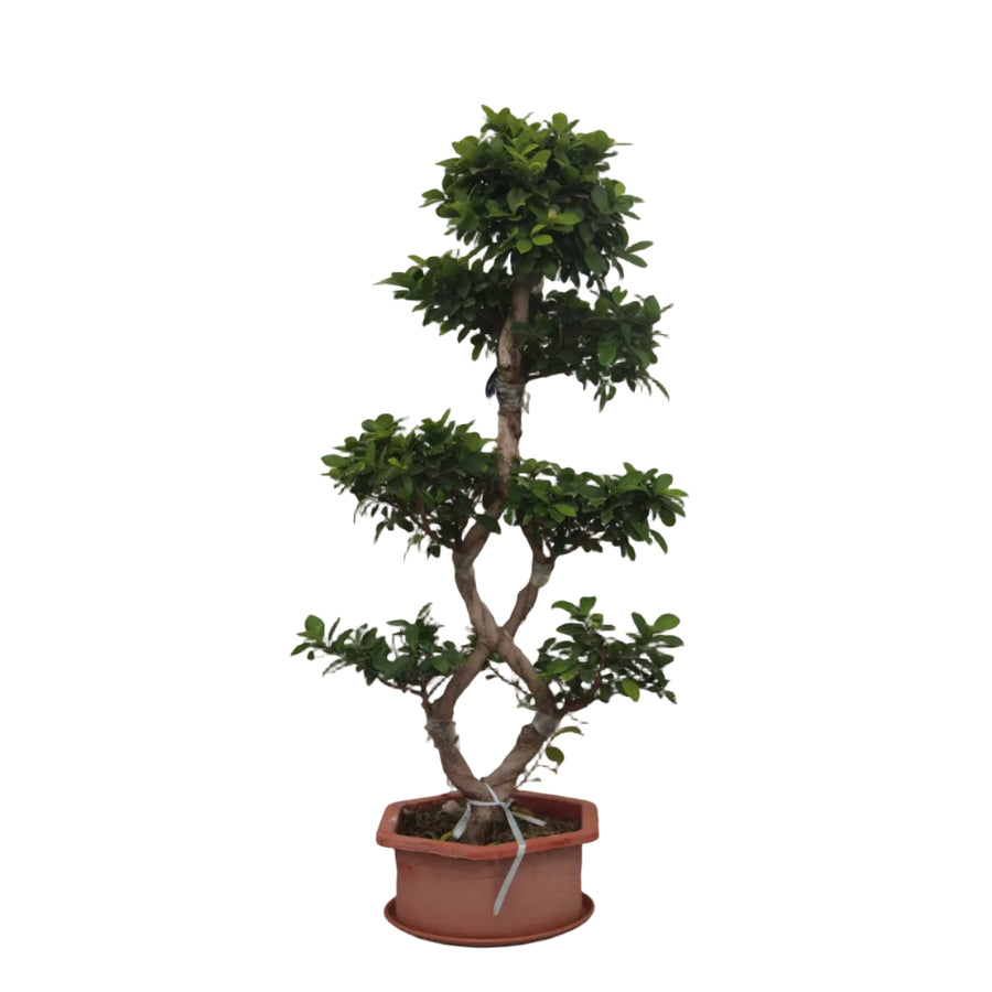 Ficus FOF-29 Live Plant Sapling