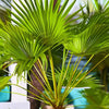 California Palm Live Plant Sapling