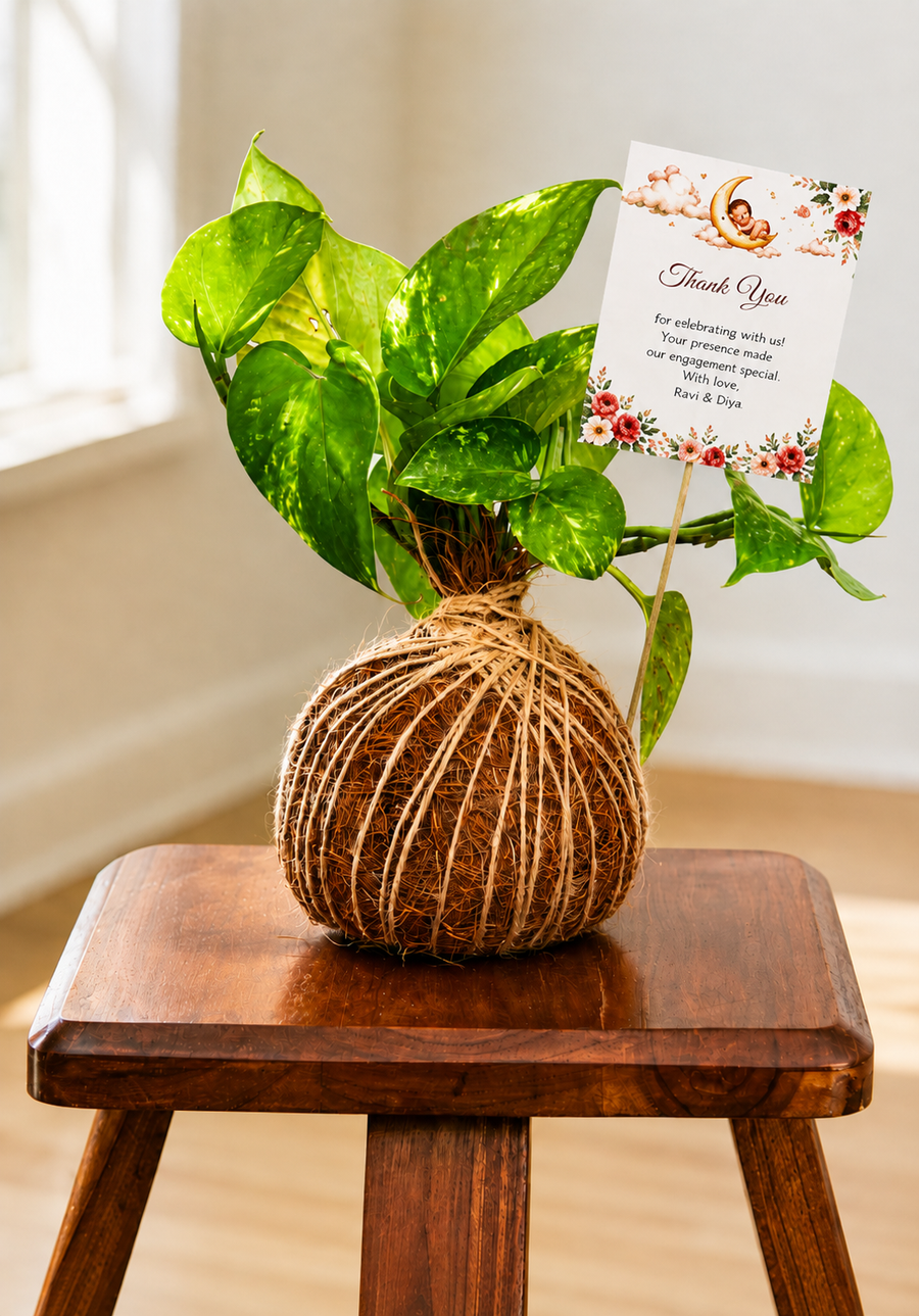 Premium Kokedama Plant Gift