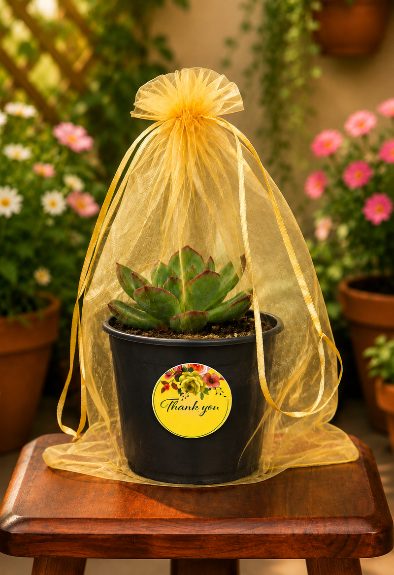 PREMIUM Organza PLANT GIFT