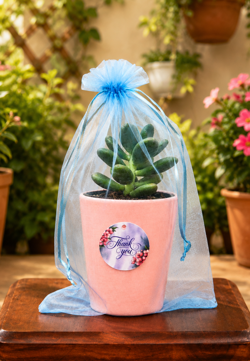 PREMIUM Blue Organza PLANT GIFT