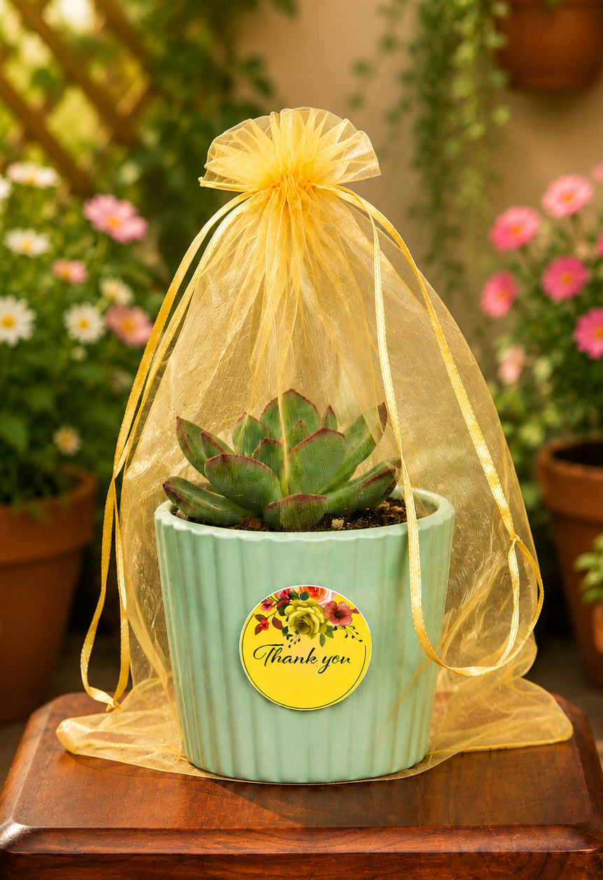 PREMIUM Yellow Organza PLANT GIFT
