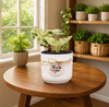 Premium Decorative Plant pot Gift