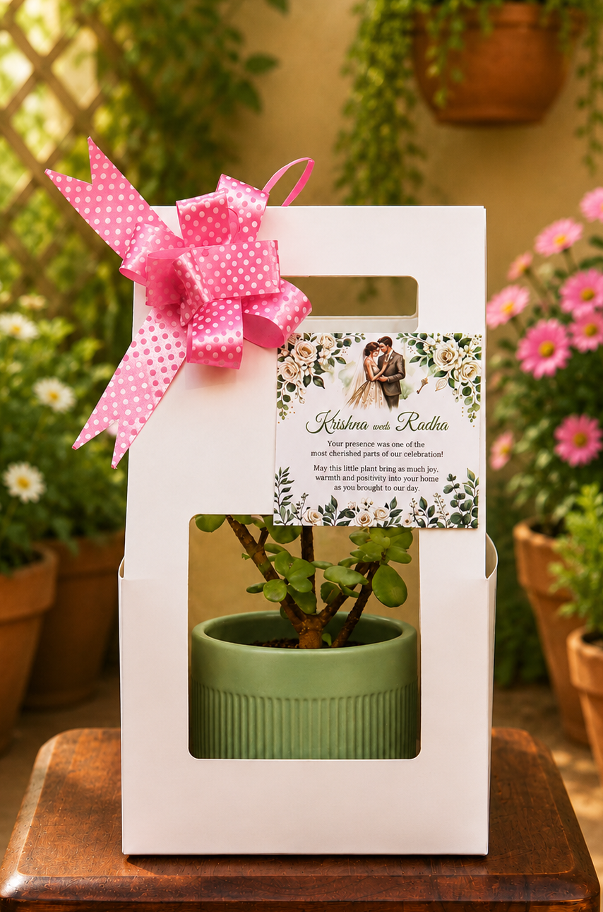 PREMIUM Plant Gift HAMPER