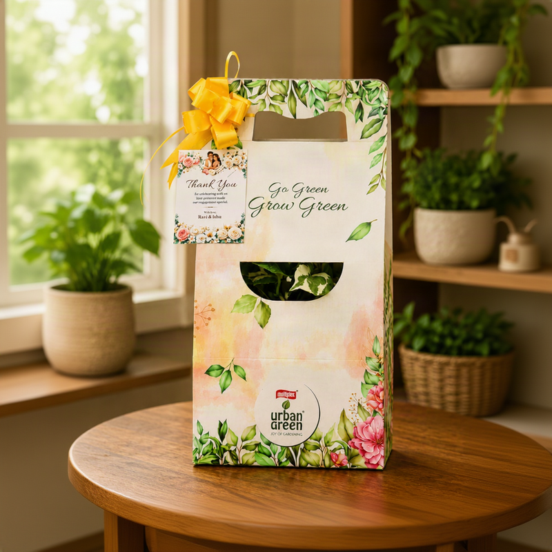Premium Grow Green Gift Pot