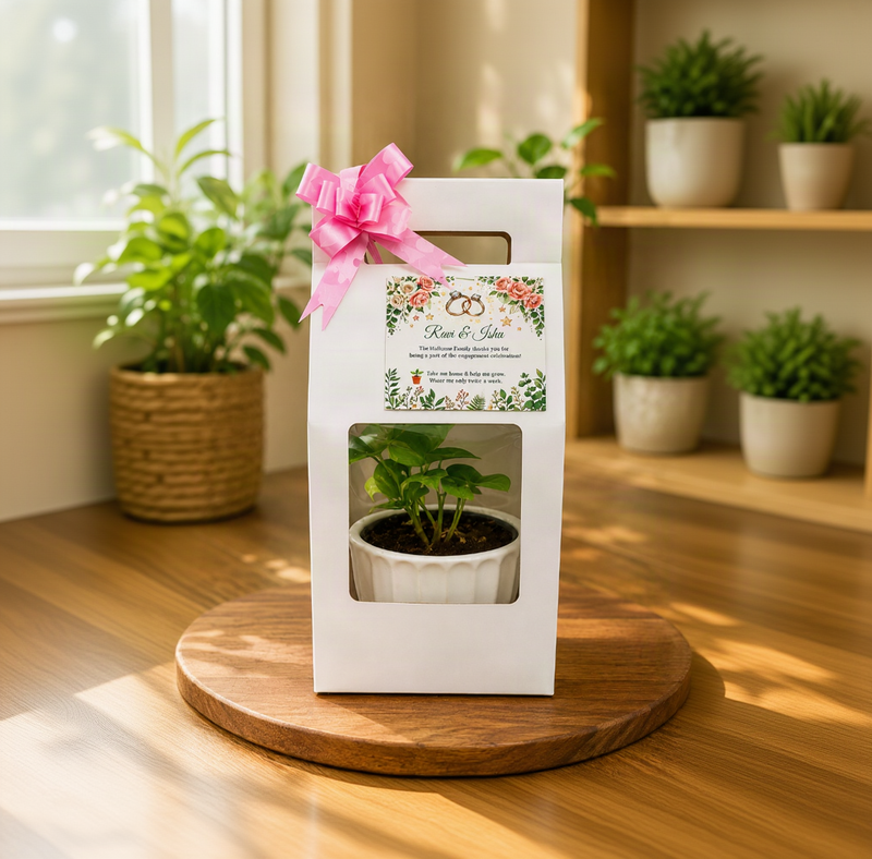 Premium Plant Gift Hamper