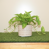 Ceramic Round Pot C15 Cera Pot- Geometric