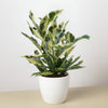Tamara Croton Plant Sapling