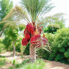 Date Palm Live Plant Sapling