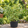 Triangular Ficus Live Plant Sapling