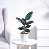 Black Rubber Plant Live Plant Sapling
