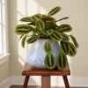Harmony Ribbed Ceramic Planter