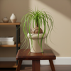 Classic Floral Ceramic Pot