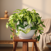 Serene White Ceramic Planter