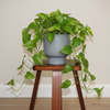 Elegant Ribbed Ceramic Planter Pot