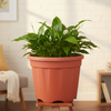 RootCare Nursery Planter Pot