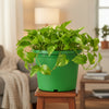 Round Horticulture Nursery Pot