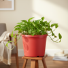 Round Horticulture Nursery Pot