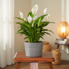 Premium Finish Garden Planter Pot