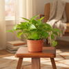 Premium Finish Garden Planter Pot