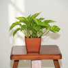 Premium Indoor & Outdoor Wood Finish Pot