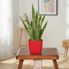 Premium Indoor & Outdoor Wood Finish Pot