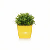 Premium Indoor & Outdoor Wood Finish Pot