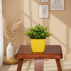 Premium Indoor & Outdoor Wood Finish Pot