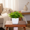 Premium Indoor & Outdoor Wood Finish Pot