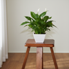 AgriGrow Square Plastic Pot
