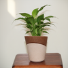 Eco-Friendly Bio-Composite Flower Pot