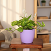 Minimalist Cylinder Plastic Nursery Pot