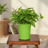 Parrot Green Tabletop Plastic Planter Pot