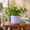 Modern Grain Planter Pot