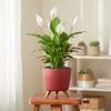 Nordic Style Plastic Flower Pot