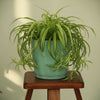 Elegant Plastic Planter