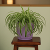Elegant Plastic Planter