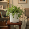 Elegant Plastic Planter