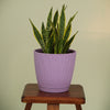 Elegant Eva Plastic Planter
