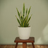 Elegant Eva Plastic Planter