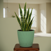 Elegant Eva Plastic Planter