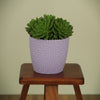 Texture Plastic Planter