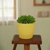 Texture Plastic Planter