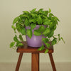 Stella Plastic Planter