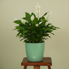 Stella Plastic Planter