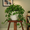 Stella Plastic Planter