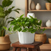 Shera White Plastic Hanger Pot