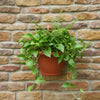Bello Hook Pot