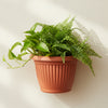 Bello Wall Plastic Planters